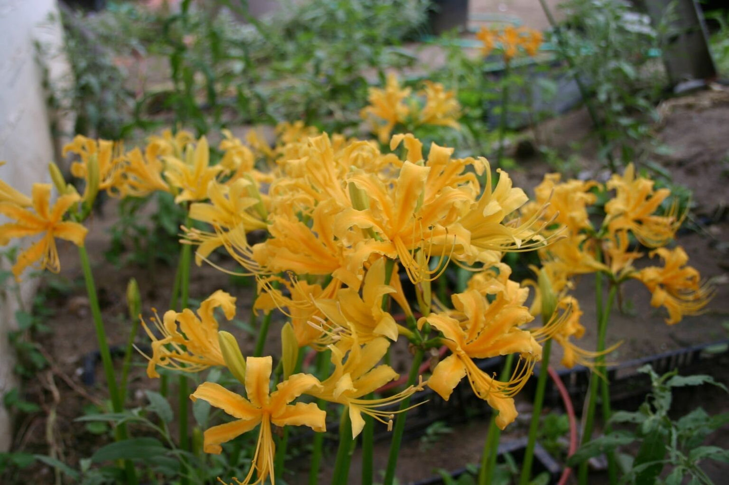 3 RARE Yellow Spider Lilies! Lycoris Aurea Bulbs