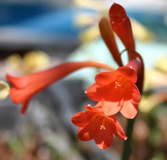 3 RARE Cyrtanthus Mackenii RED BULBS~Amaryllis Relative