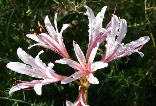 2 Lycoris Incarnata Peppermint SPIDER LILY Rare Bulb~Heat & Cold hardy~Fragrant