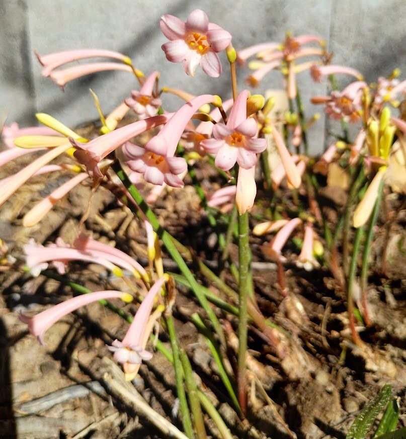 3 RARE Cyrtanthus Mackenii PINK BULBS~Amaryllis Relative