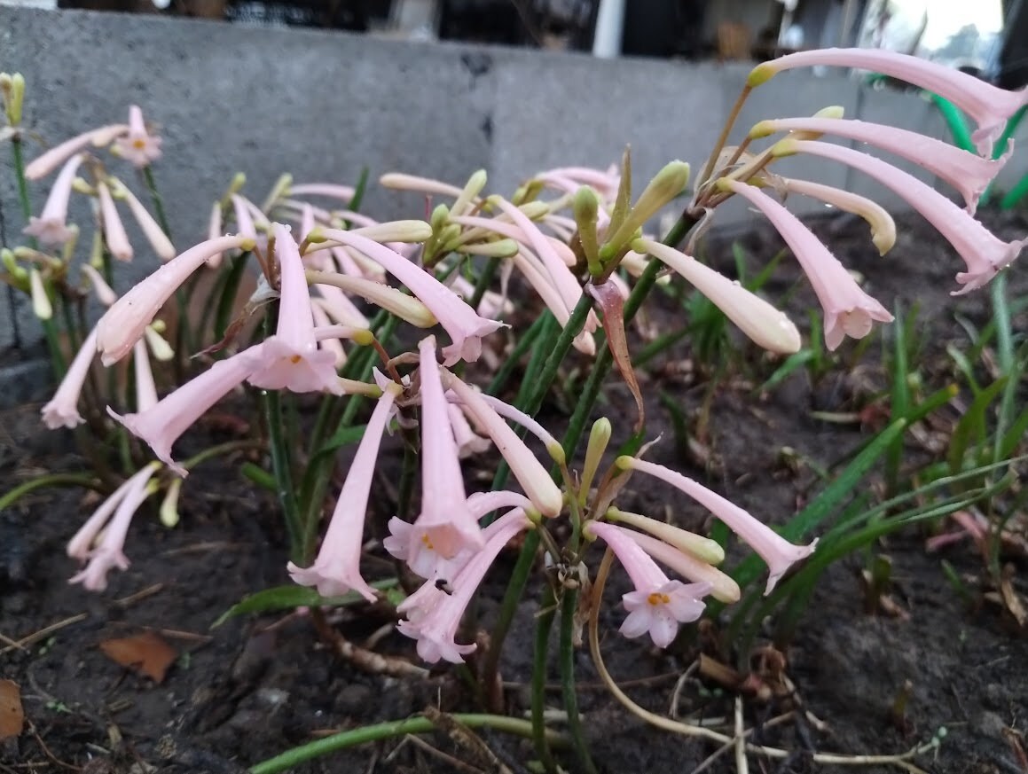 3 RARE Cyrtanthus Mackenii PINK BULBS~Amaryllis Relative